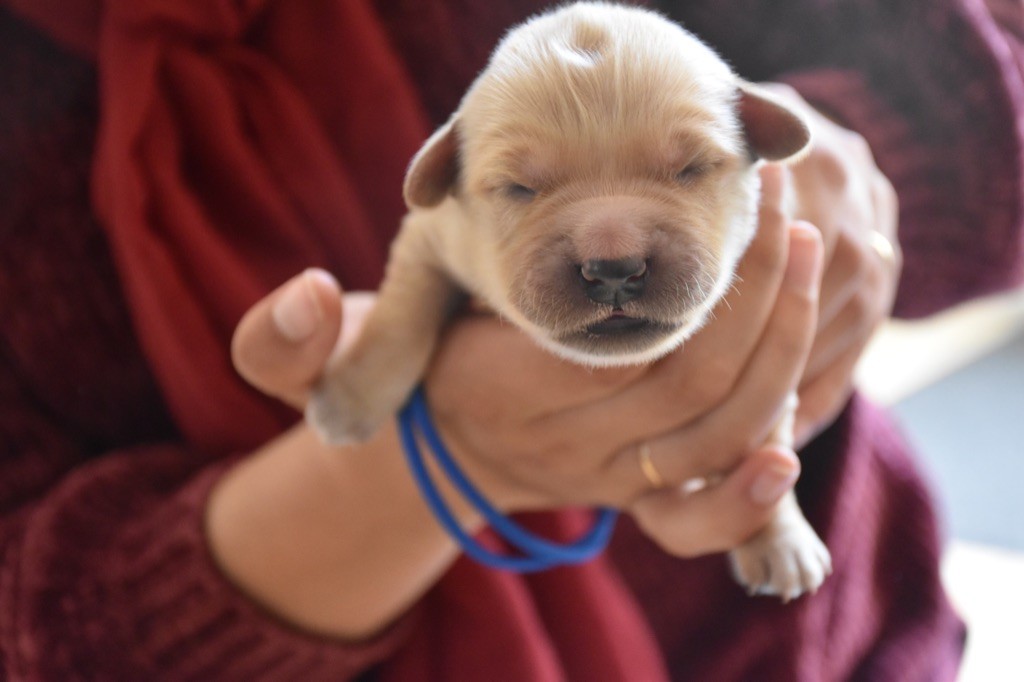 Des Collines De Maï - Chiots disponibles - Golden Retriever